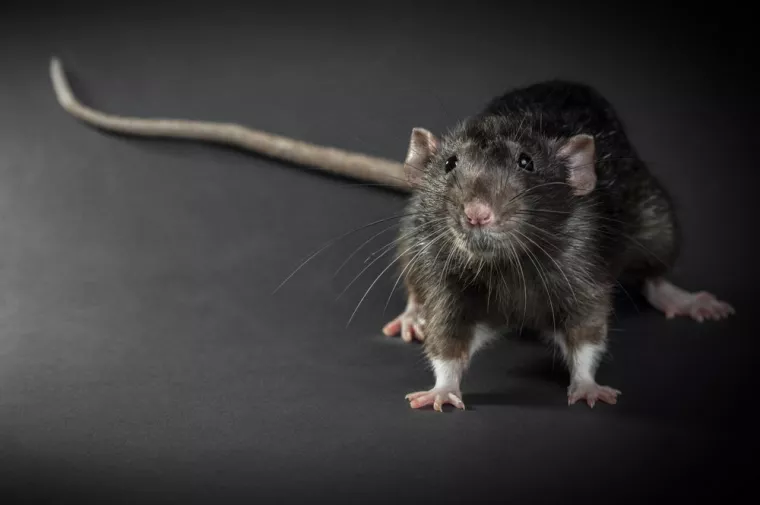 Éradiquer souris dans les murs, Combourg, Epiffusion
