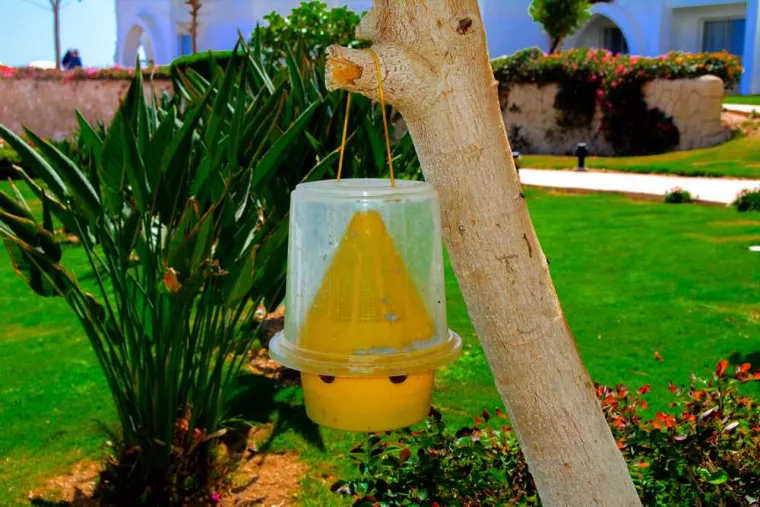Exterminer blatte de jardin, Combourg, Epiffusion