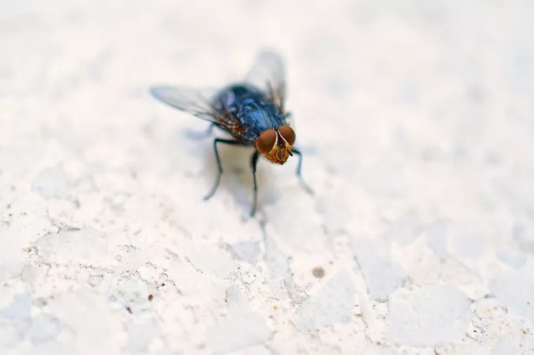 Se débarrasser des mouches sur la terrasse, Combourg, Epiffusion