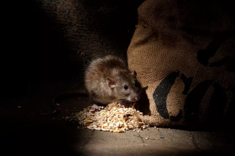 Solution radicale contre les rats, Combourg, Epiffusion